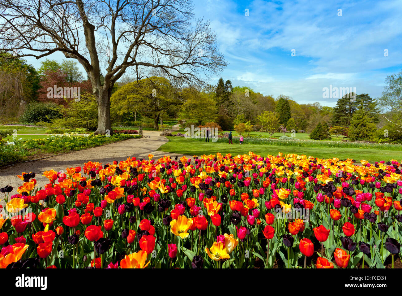A magnificent display of colourful spring tulips at Harlow Carr Gardens, Harrogate, North Yorkshire, England, UK Stock Photo