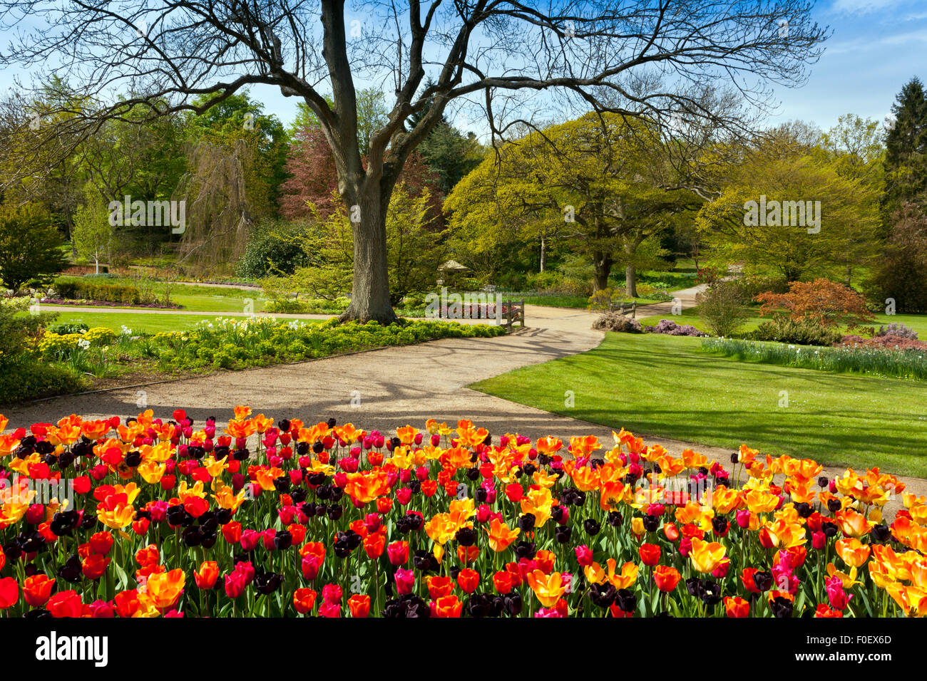 A magnificent display of colourful spring tulips at Harlow Carr Gardens, Harrogate, North Yorkshire, England, UK Stock Photo