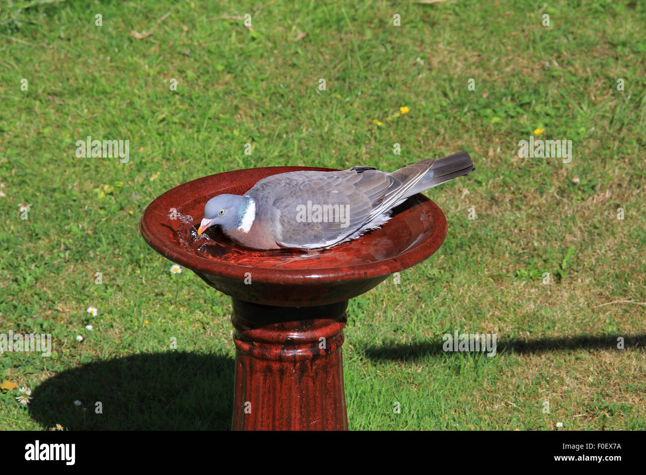 A PIGEON MAKING USE OF A BIRD BATH IN A BRITISH GARDEN Stock Photo