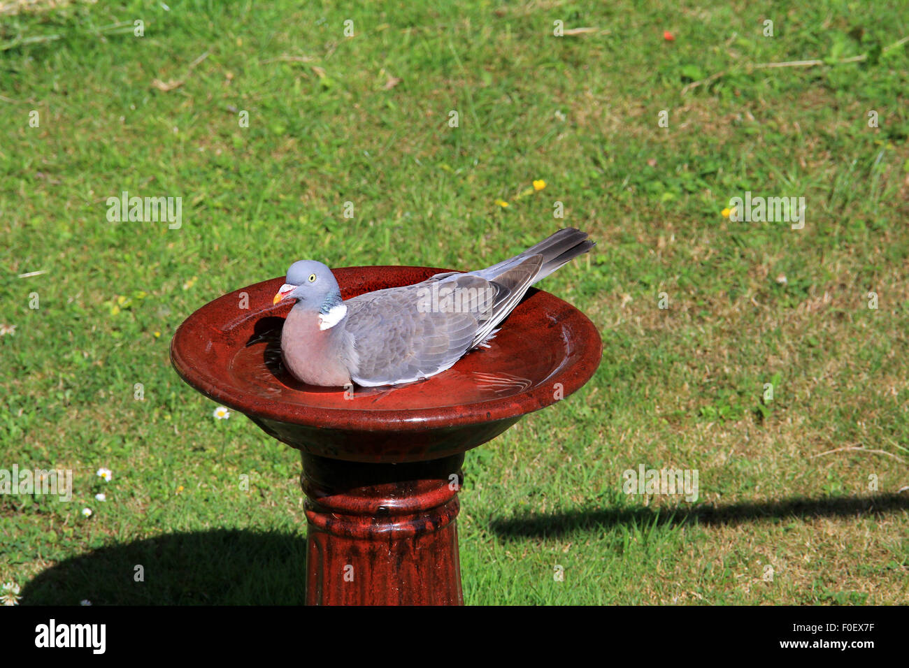 A PIGEON MAKING USE OF A BIRD BATH IN A BRITISH GARDEN Stock Photo Alamy