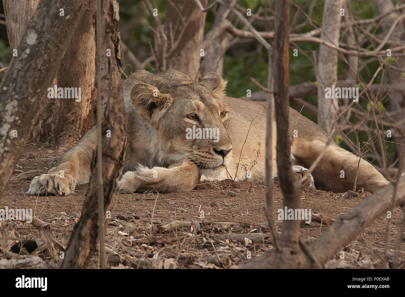 resting asiatic lion - lioness Stock Photo