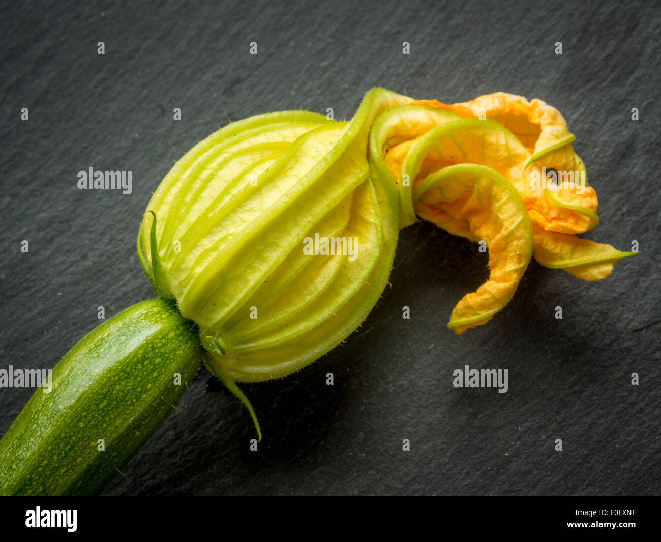 Courgette flower Stock Photo