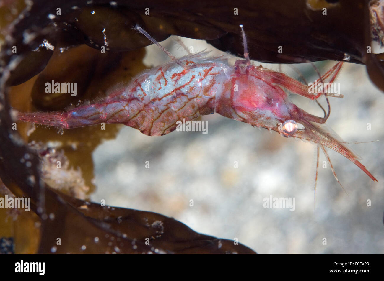 Pink shrimp (Pandalus montagui) on Kelp, Moere coastline, Norway