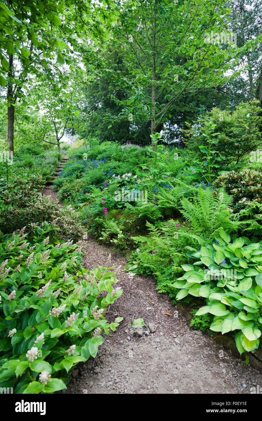 Shade loving woodland plants on Bishop Rudd's walk at Aberglasney, Carmarthenshire, Wales, UK Stock Photo