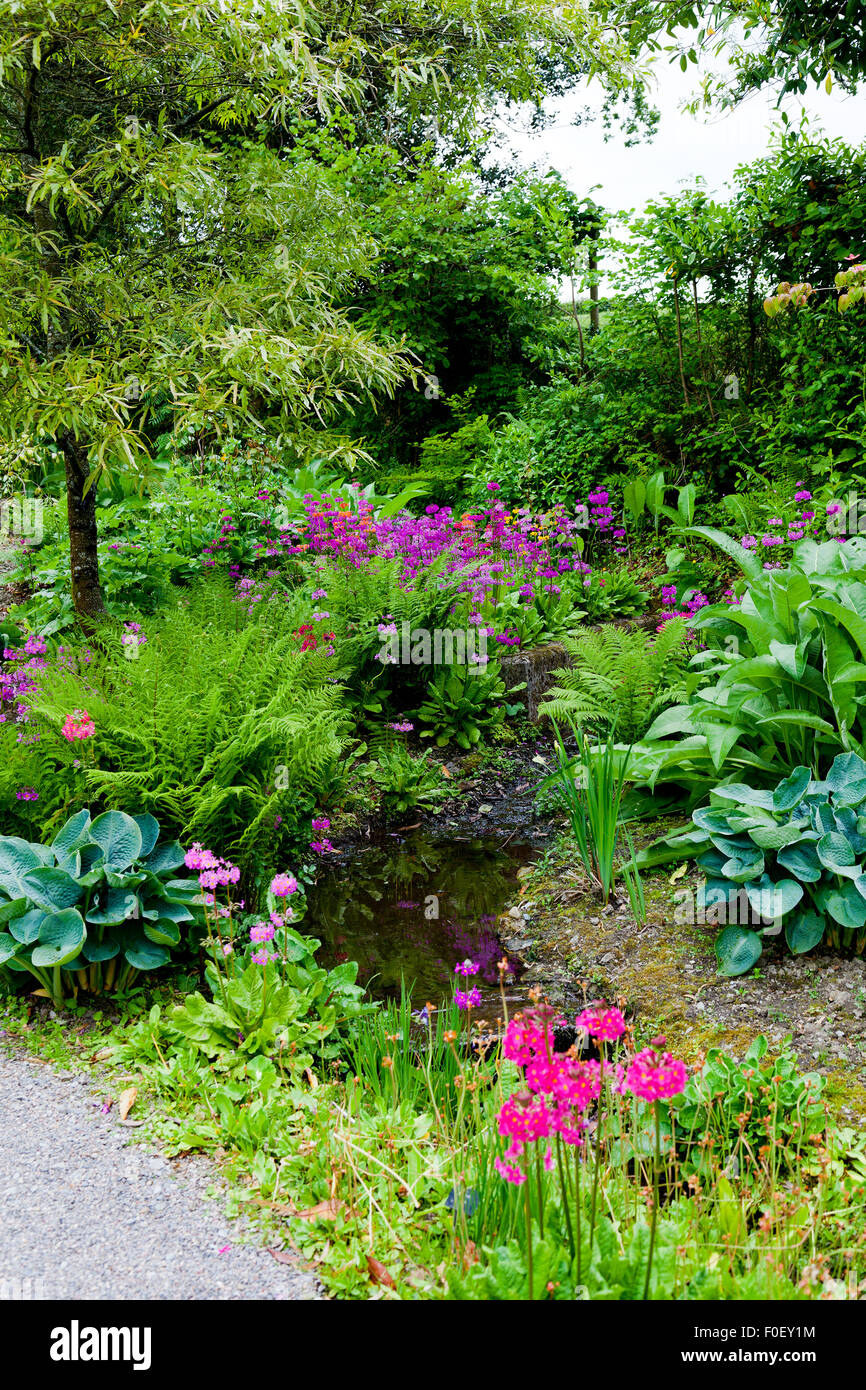 A Mixture Of Shade Loving Woodland Plants Like Hostas Ferns Primulas In The Garden At Aberglasney Carmarthenshire Wales Uk Stock Photo Alamy