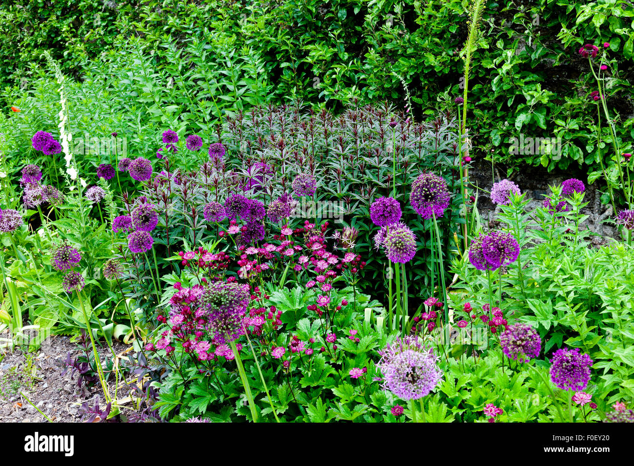 Herbaceous borders with alliums and astrantias in the lower walled garden at Aberglasney, Carmarthenshire, Wales, UK Stock Photo