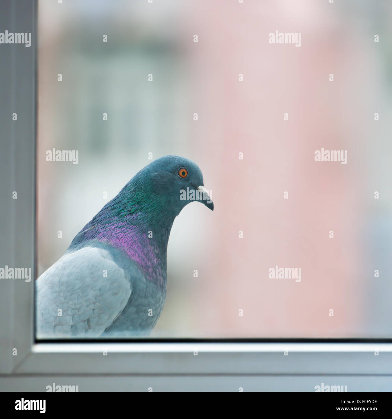 Curious fat pigeon looking at the window Stock Photo Alamy