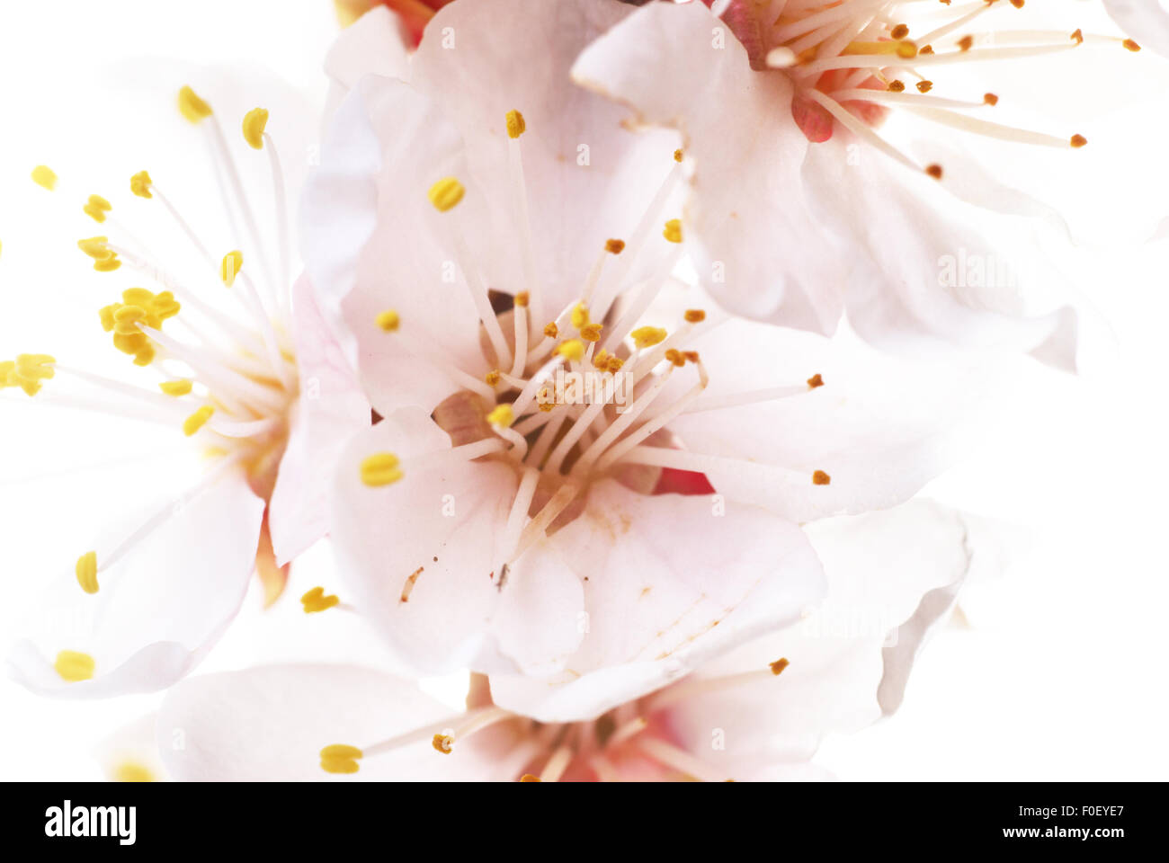 Almond white flowers isolated on white background Stock Photo - Alamy