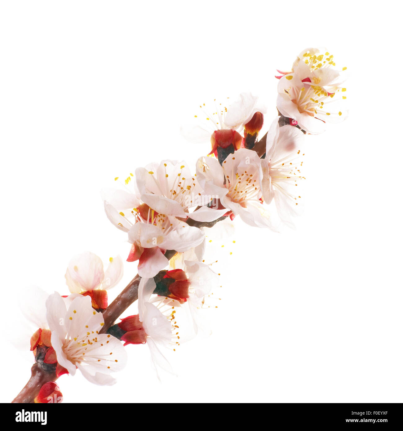 Almond white flowers isolated on white background Stock Photo - Alamy