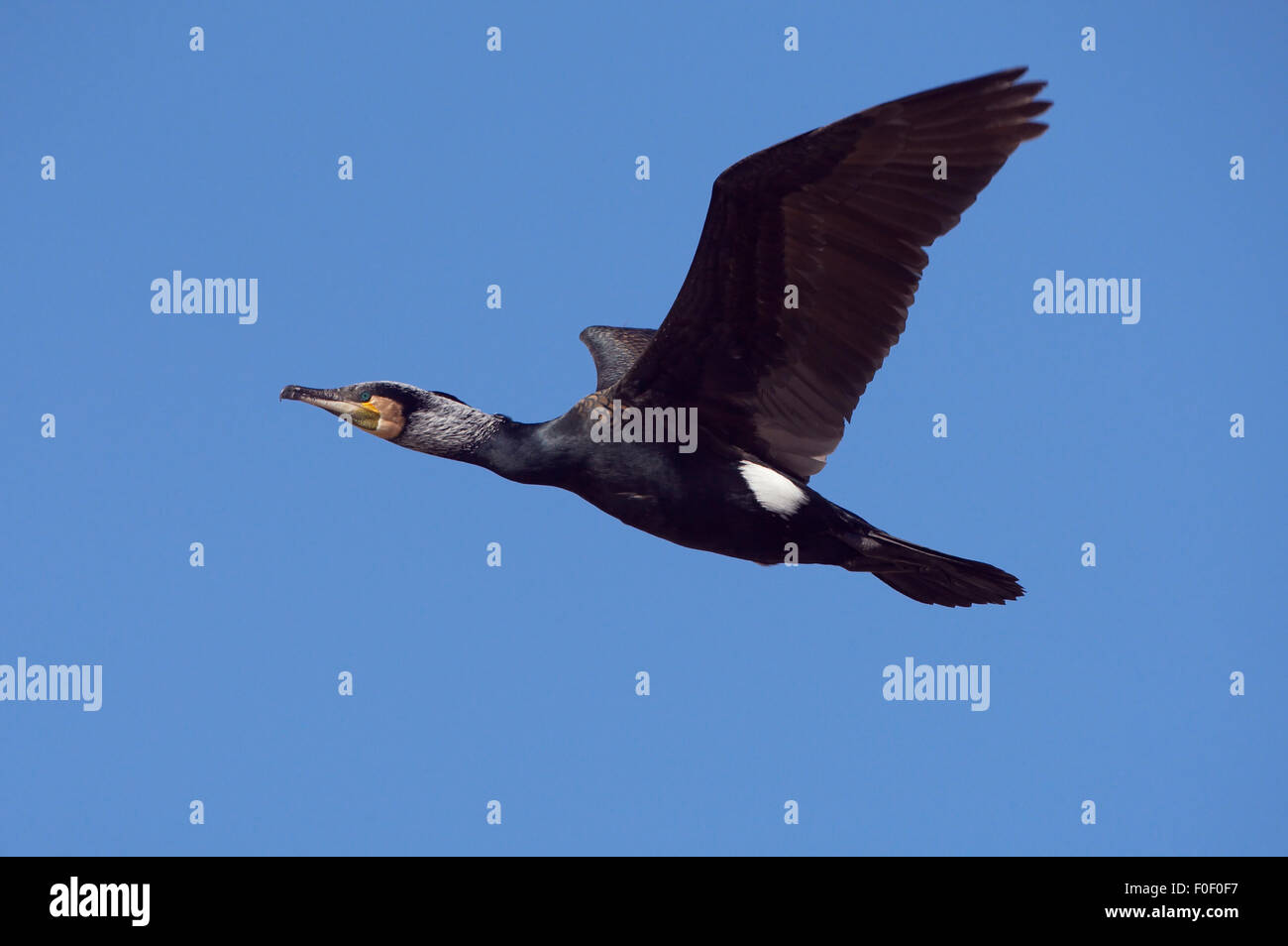 Common / Great cormorant (Phalacrocorax carbo) in flight, Lake Kerkini ...