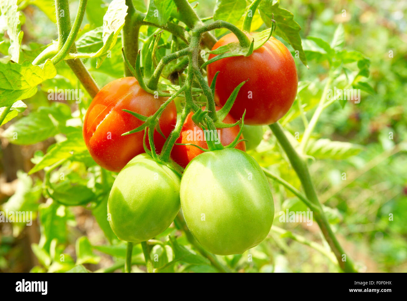 Beautiful red green tomatoes hi-res stock photography and images - Alamy