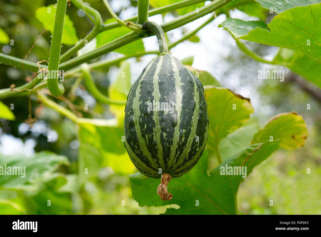 Young green pumpkin with green background Stock Photo - Alamy