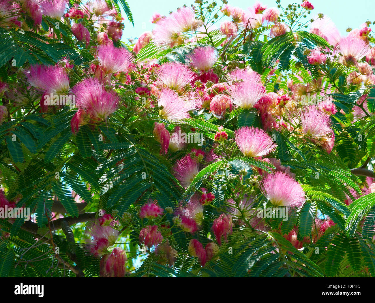 Flowers of acacia (Albizzia julibrissin). Stock Photo