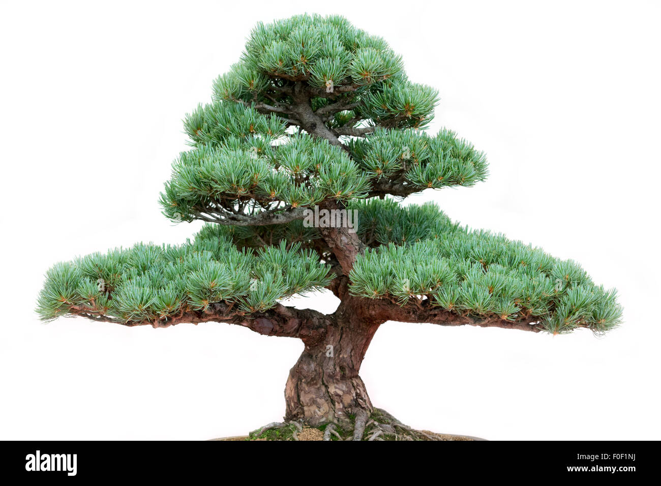 Bonsai pine tree on a white background Stock Photo