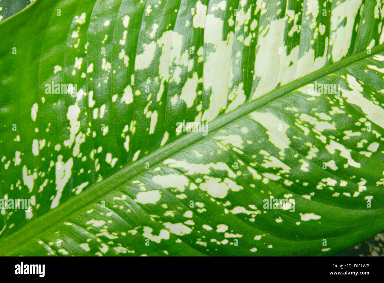 Green leaf of Dieffenbachia. Stock Photo