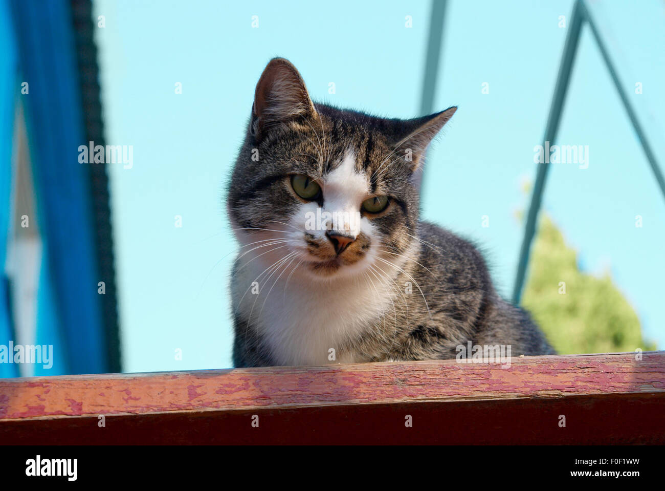 Pretty cat sitting on the stair Stock Photo Alamy