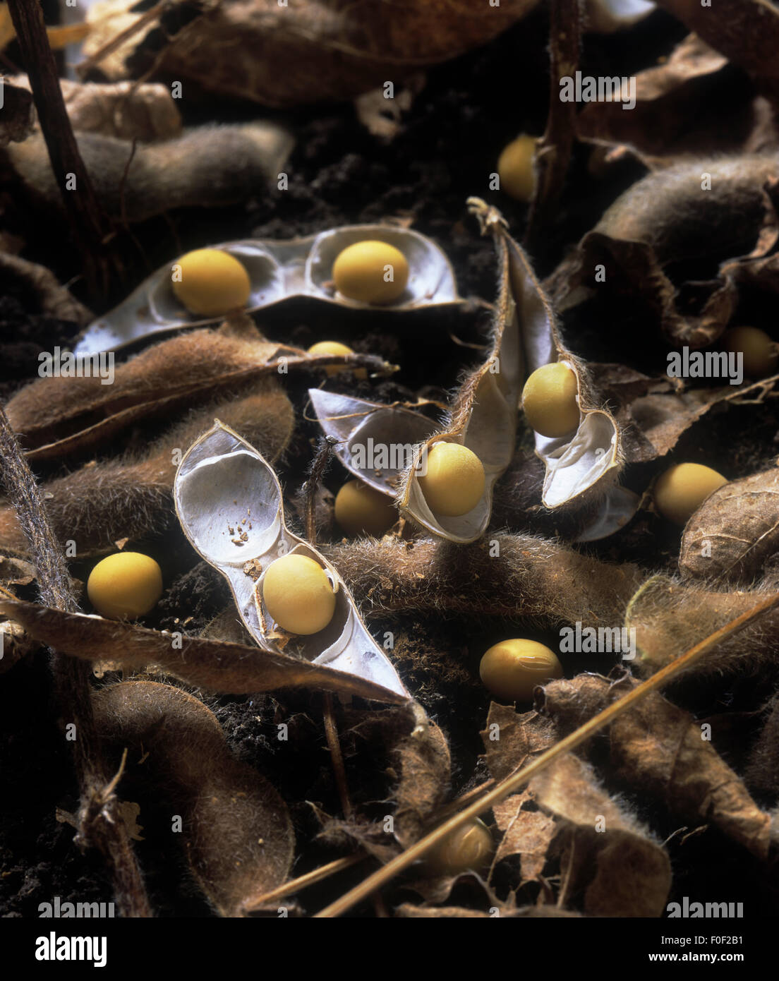 Close up of harvested soya beans and their pods. Stock Photo