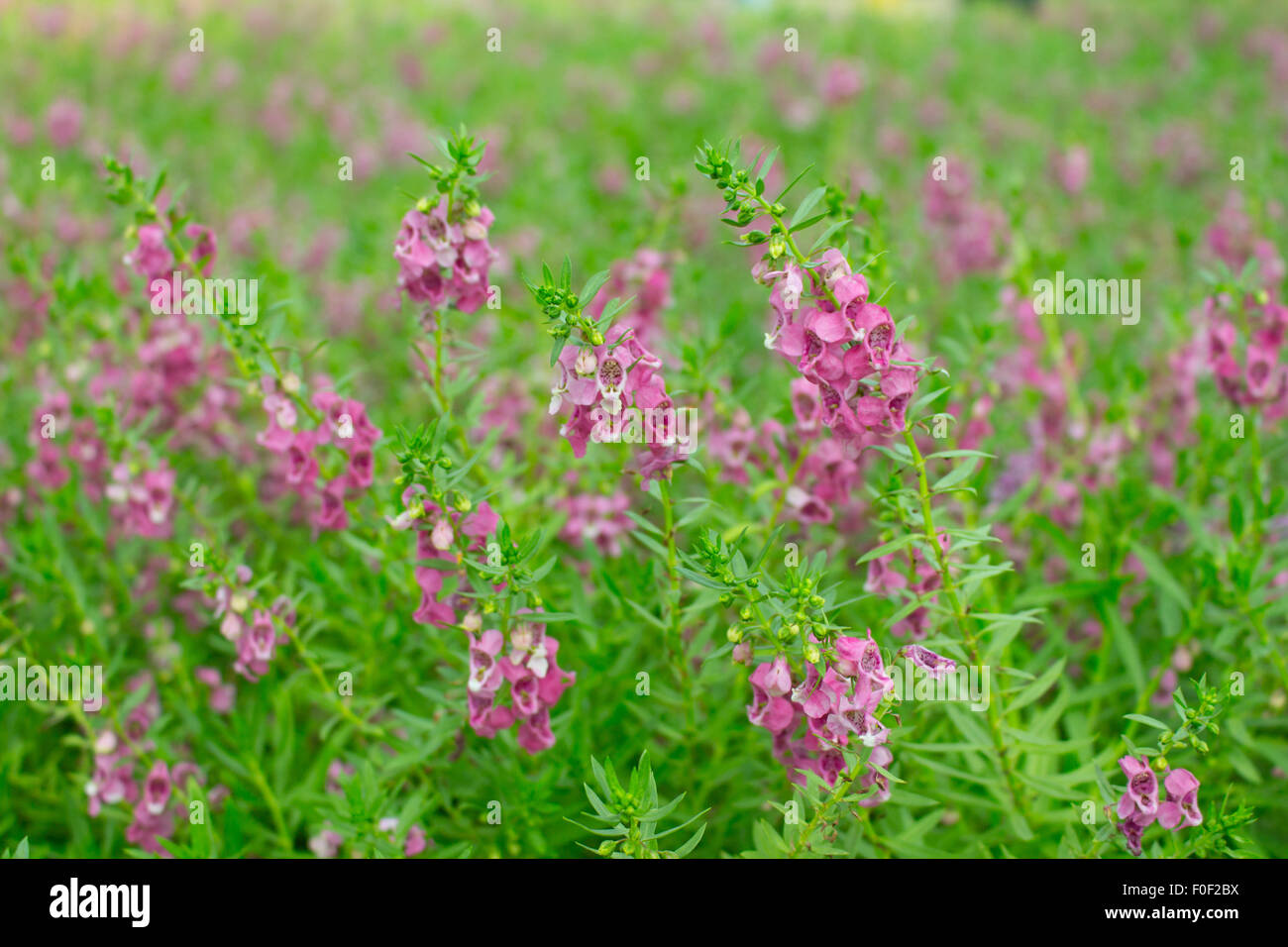 Purple flower, Angelonia goyazensis Benth garden Stock Photo