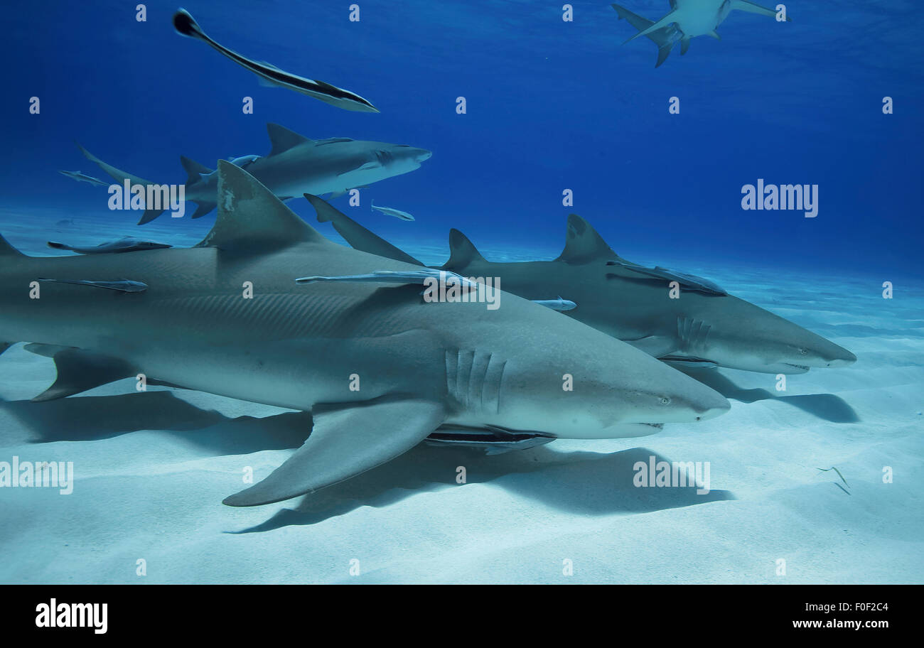 A GROUP OF LEMON SHARK SWIMMING IN THE CLEAR WATER OF BAHAMAS Stock