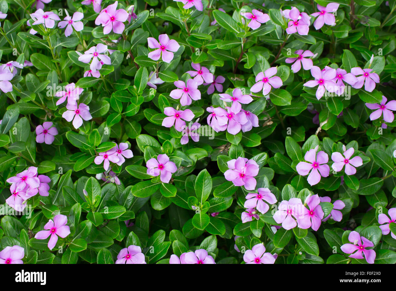 Madagascar or Periwinkle or Vinca flower, (Catharanthus roseus). Stock Photo