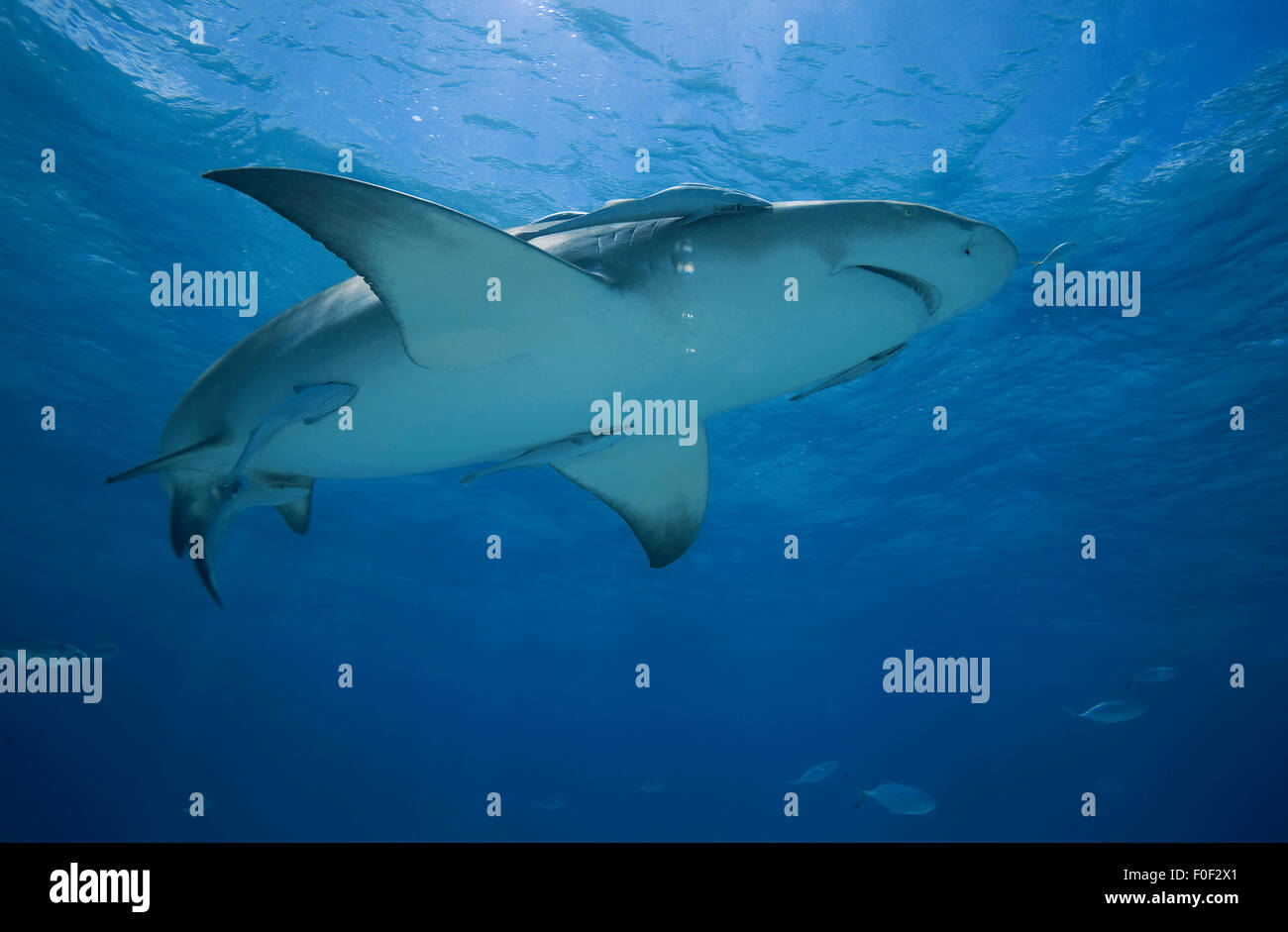 LEMON SHARK SWIMMING AT THE SURFACE OF BAHAMAS Stock Photo Alamy
