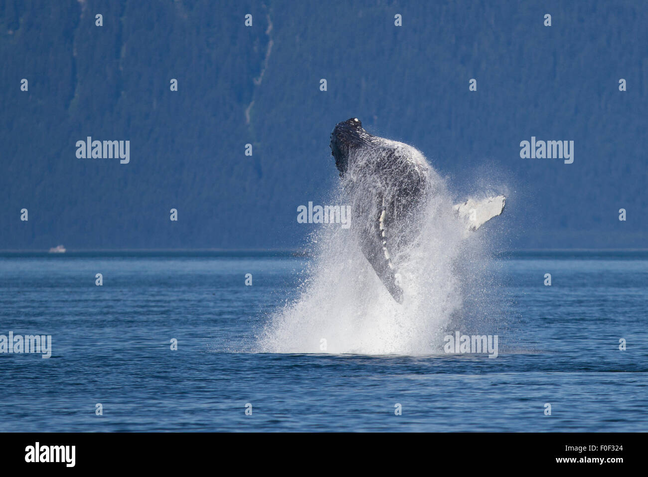 Humpback whale breaches in Icy Strait, SE Alaska Stock Photo