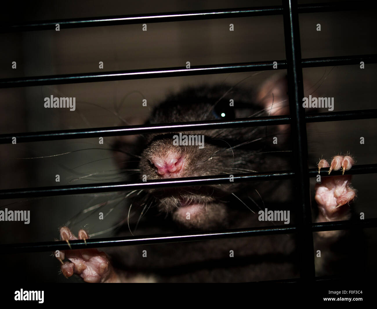 Pet Dumbo rat holding onto bars of cage looking out (Colour) Stock Photo