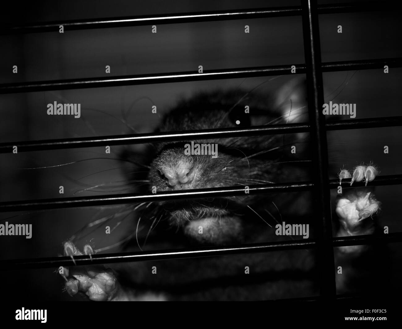 Pet Dumbo rat holding onto bars of cage looking out (Black and White) Stock Photo