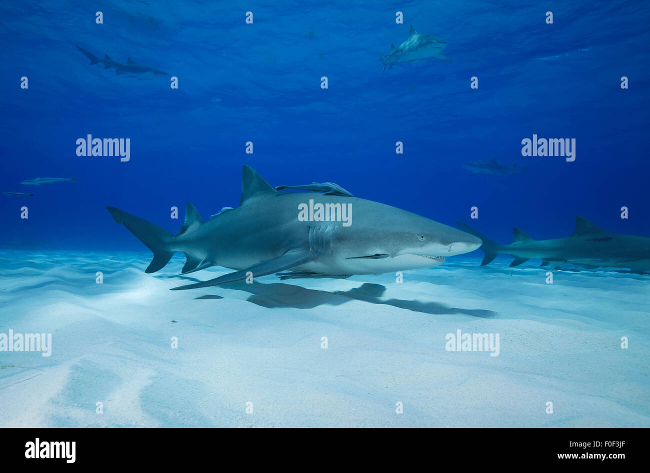 LEMON SHARK SWIMMING UNDER THE SAND BOTTOM OF BAHAMAS Stock Photo Alamy