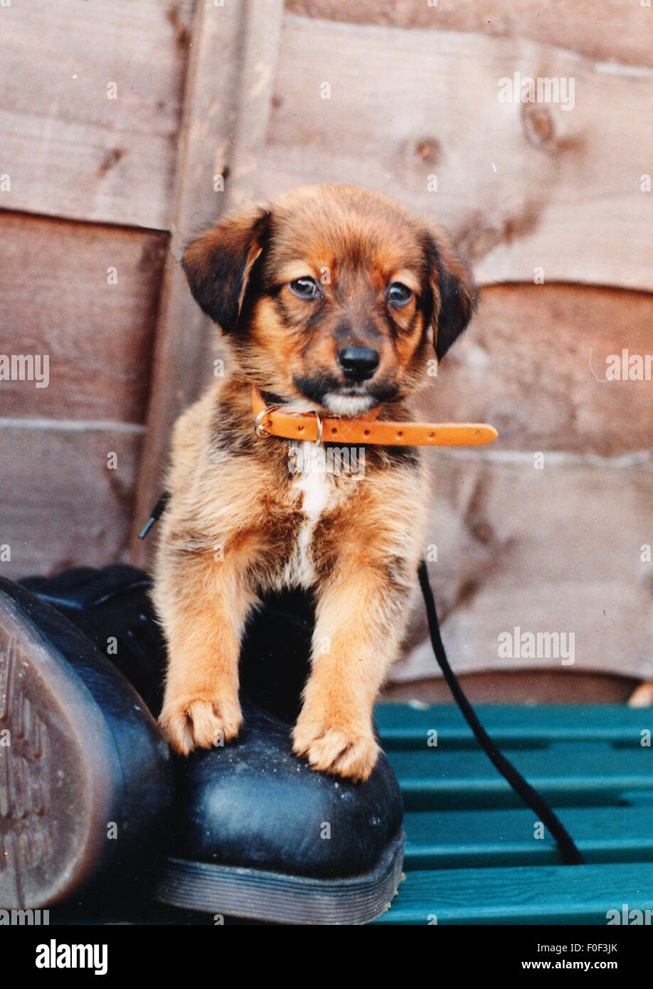 Brown Puppy sitting in Boot Stock Photo Alamy