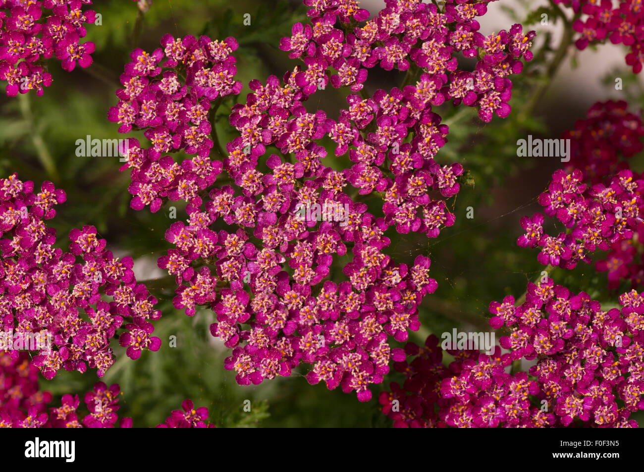 Mauve Achillea Flowers Commonly Known as Yarrow Stock Photo