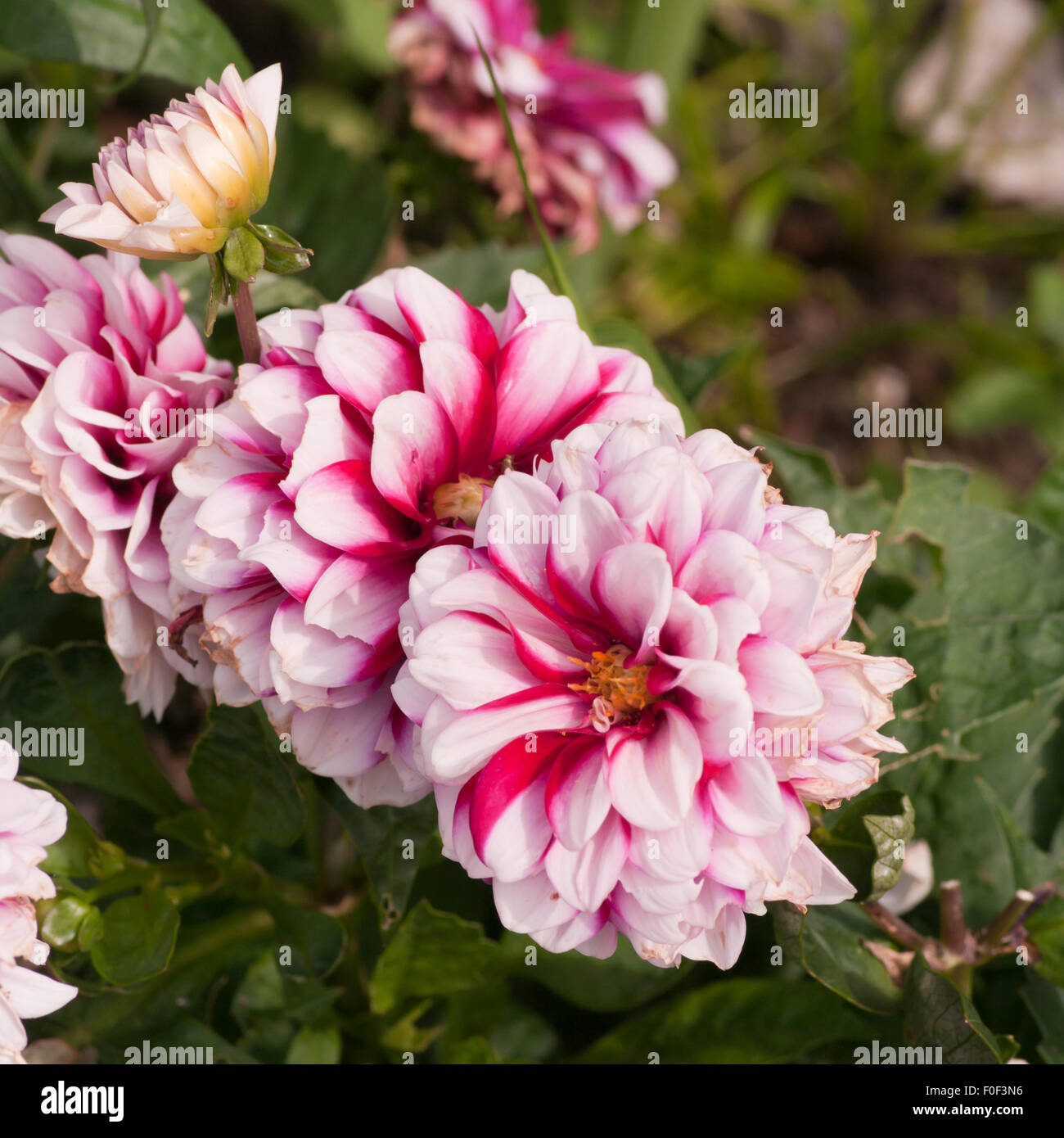 Red and White Dhalia Flowers Stock Photo