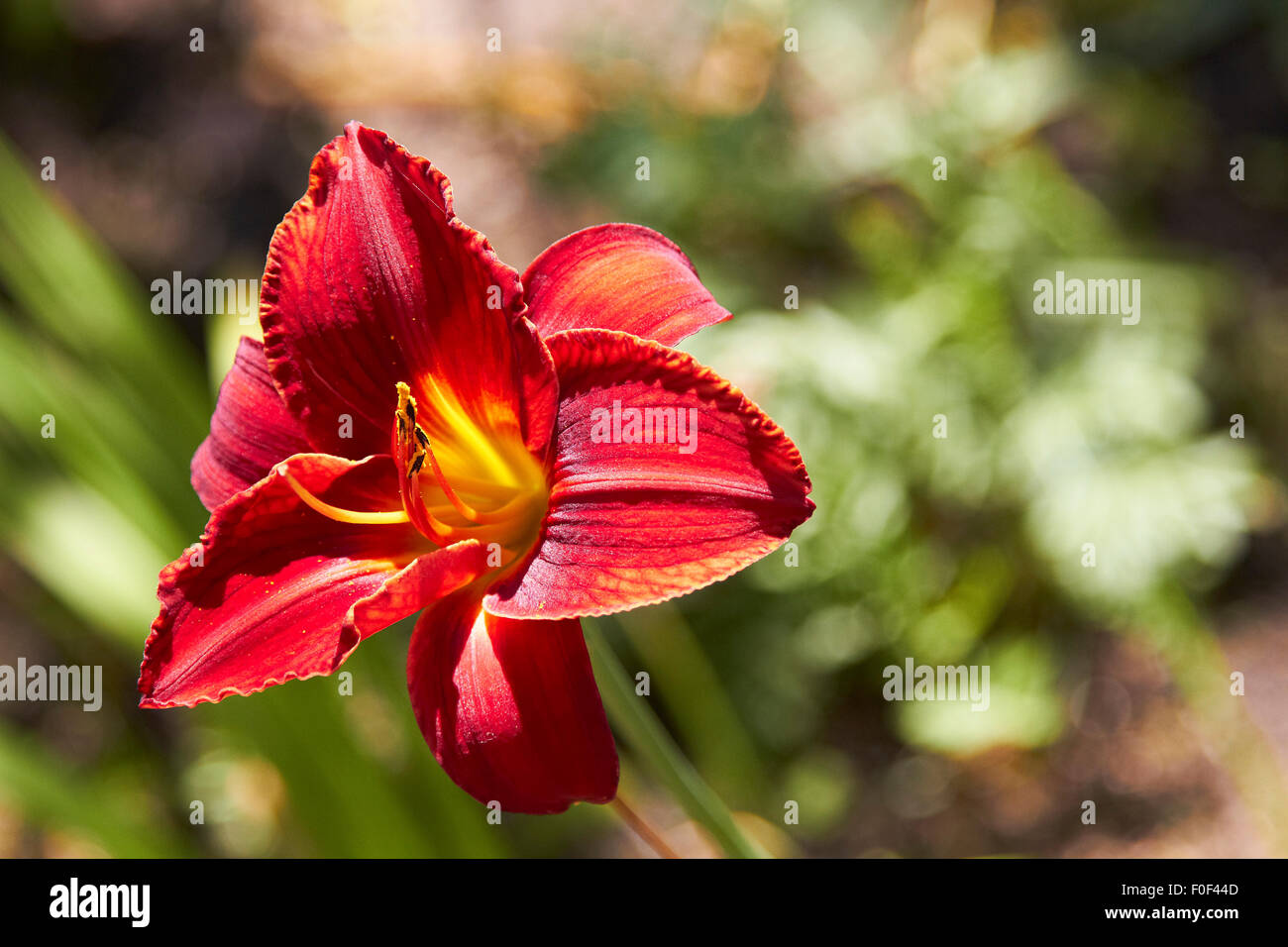 Lily flower, Nature, Garden, Red lily, Wildlife, Outdoors Stock Photo