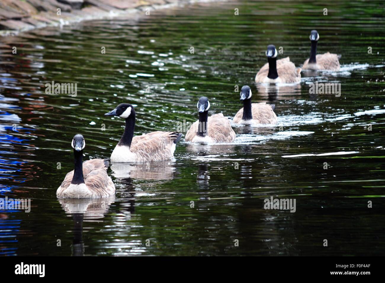 Geese swimming in a line Stock Photo - Alamy
