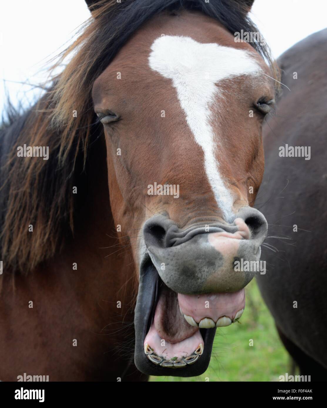 Laughing horse Stock Photo