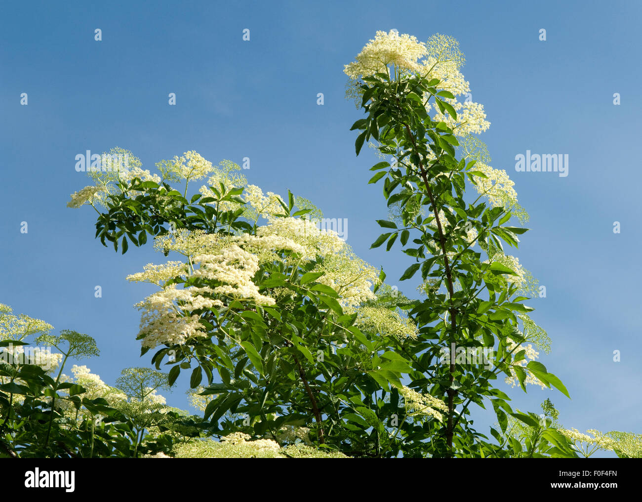 Weisser, Holunder; Haschberg; Holunderbeere; Sambucus, nigra ...