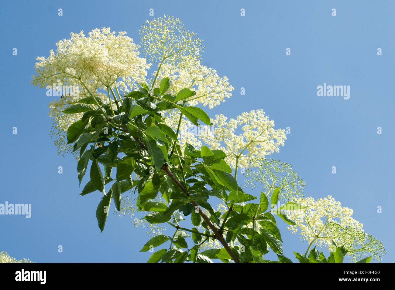 Weisser, Holunder; Haschberg; Holunderbeere; Sambucus, nigra ...