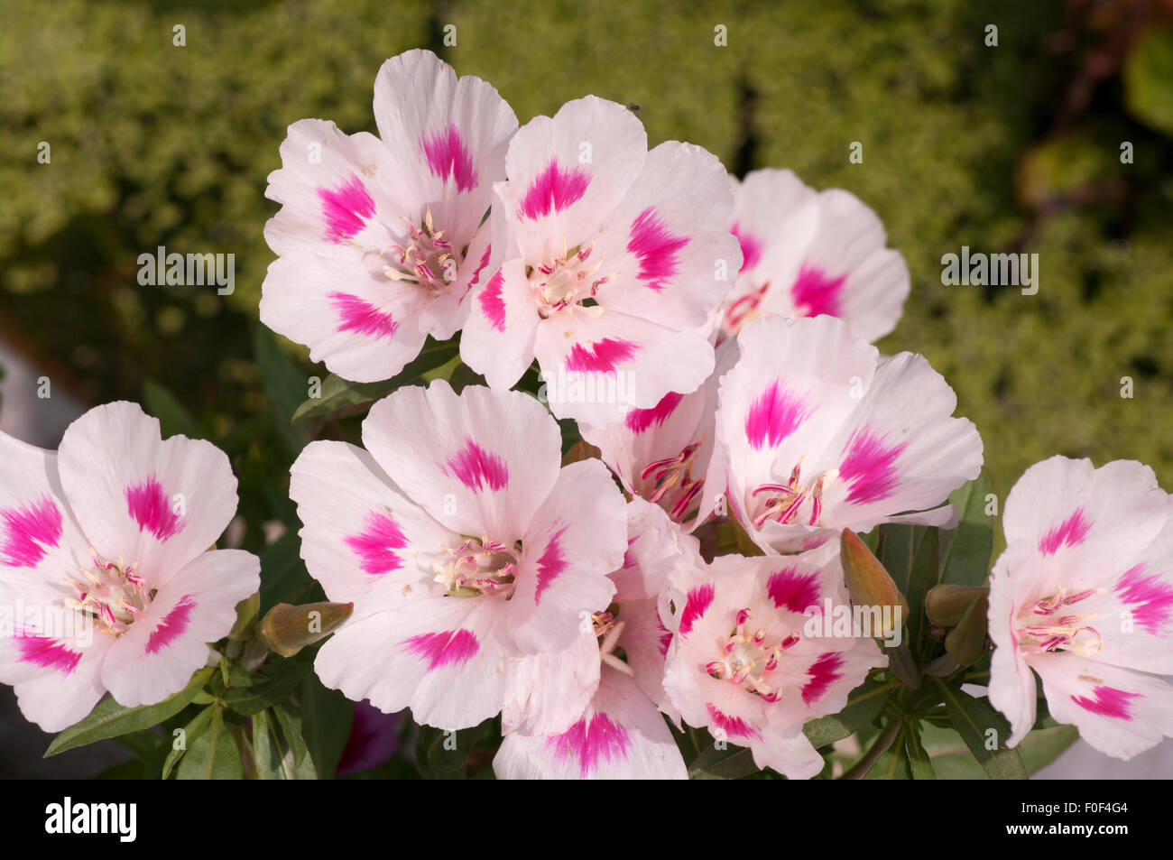 Pink and White Godetia Flowers Stock Photo Alamy