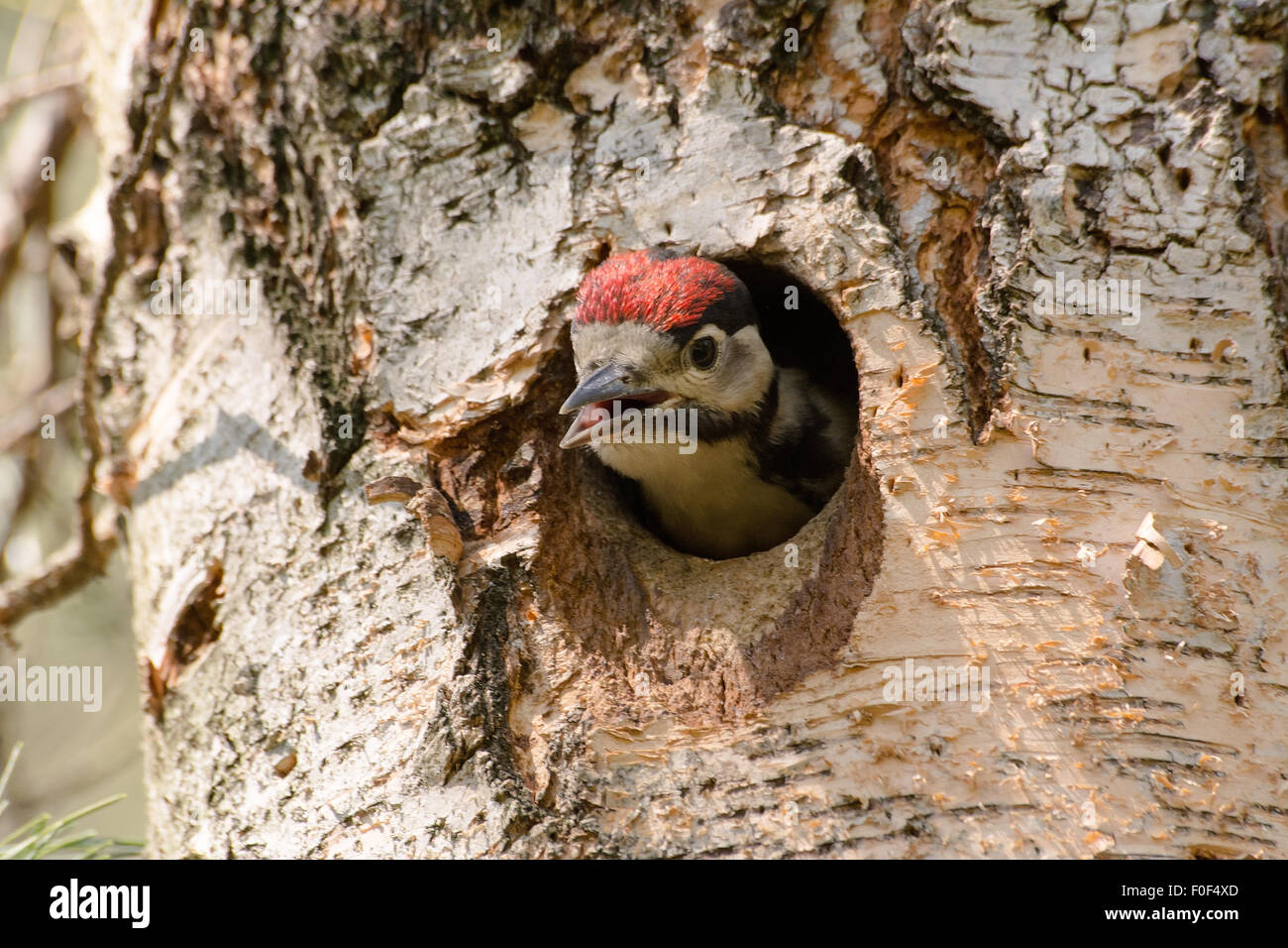 Young woodpecker in the hollow Stock Photo Alamy