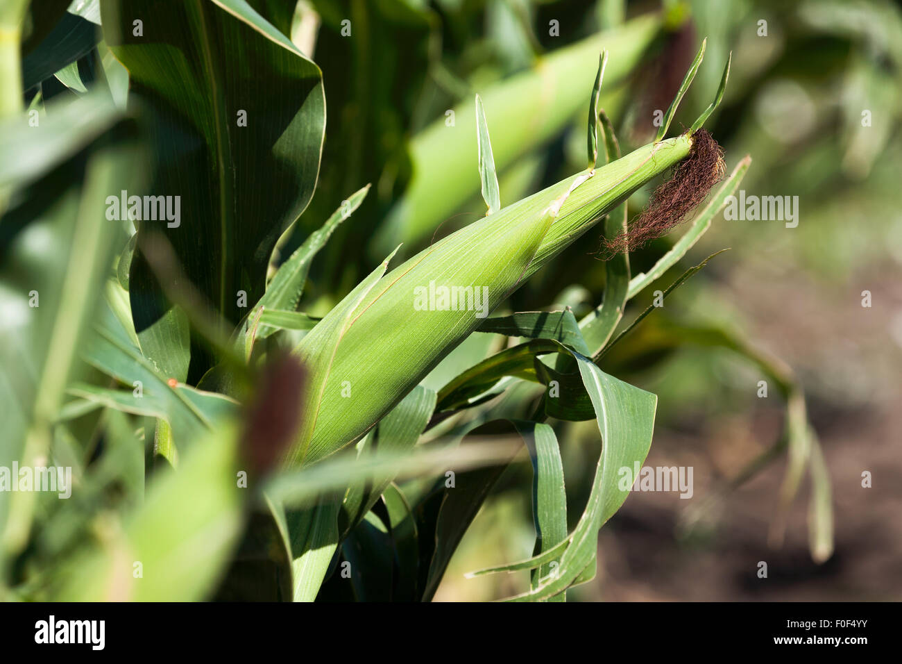 corn field Stock Photo