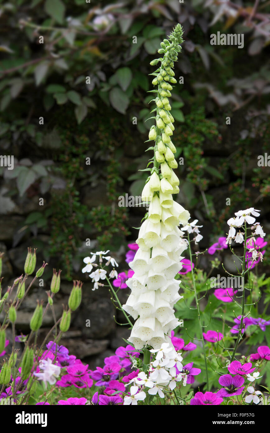 A roadside foxglove in the hamlet of Conistone, Wharfedale, Yorkshire Dales National Park, England Stock Photo