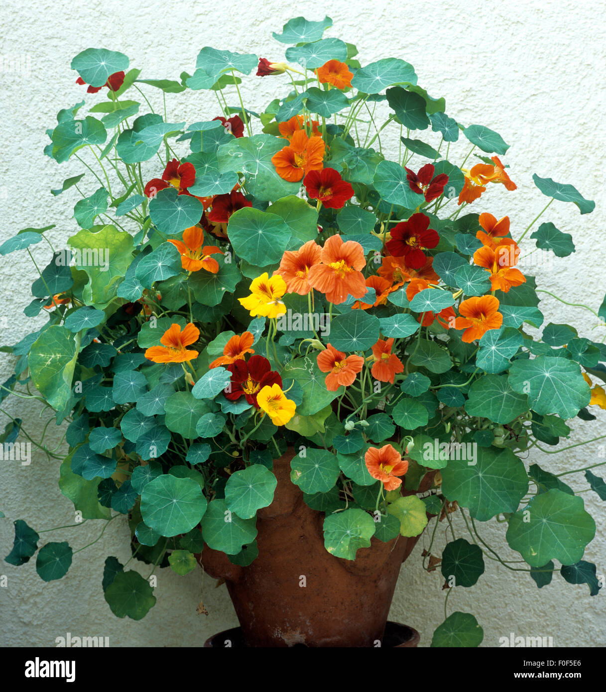 Kapuzinerkresse, Tropaeolum majus, Rankpflanze, Essblume, essbare Blumen,  Heilpflanzen Stock Photo - Alamy