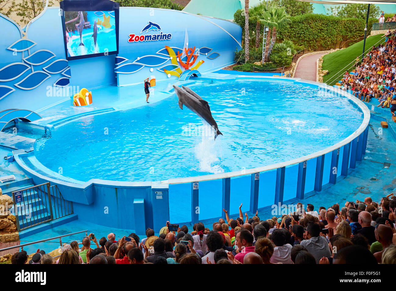 Dolphin Show At The Zoomarine Theme Park Guia Algarve Portugal Stock ...