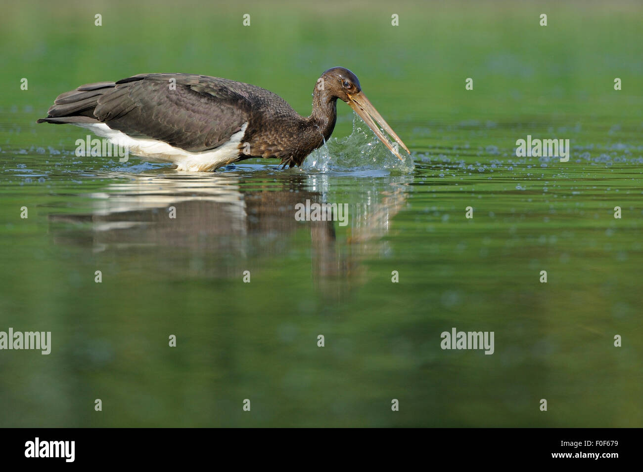 Juvenile Black stork (Ciconia nigra) hunting for fish, Elbe Biosphere ...
