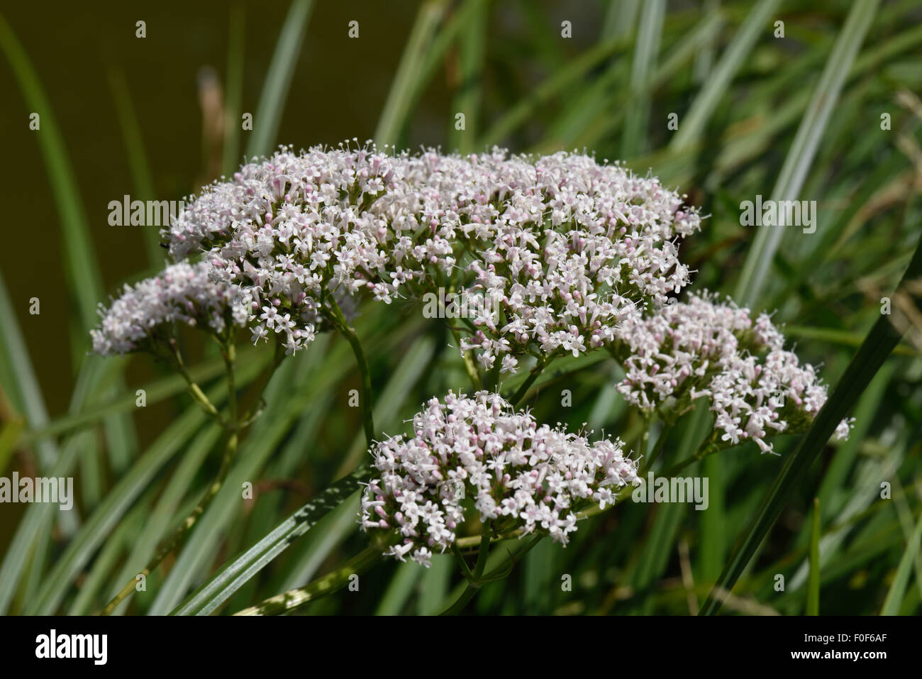 Common valerian, Valeriana officinalis, flowering beside the Kennet & Avon Canal, Berkshire, July Stock Photo