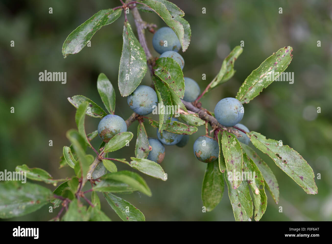 Immature sloes, fruit on a blackthorn, Prunus spinosa,  hedge plant before ripening, Berkshire, July Stock Photo