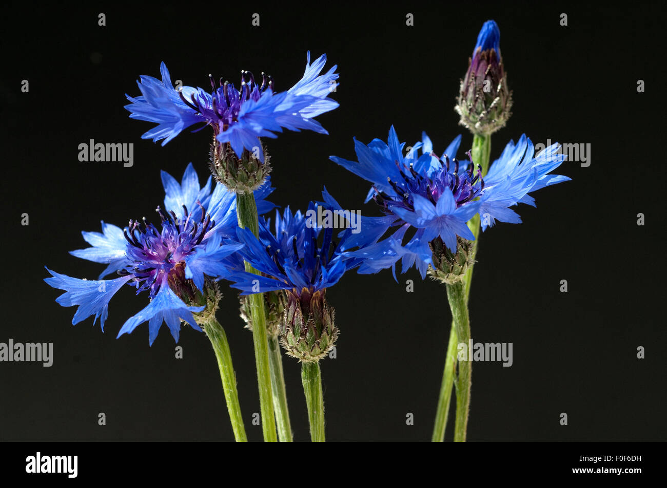 Kornblume, Centaurea cyanus, freigestellt, Stock Photo