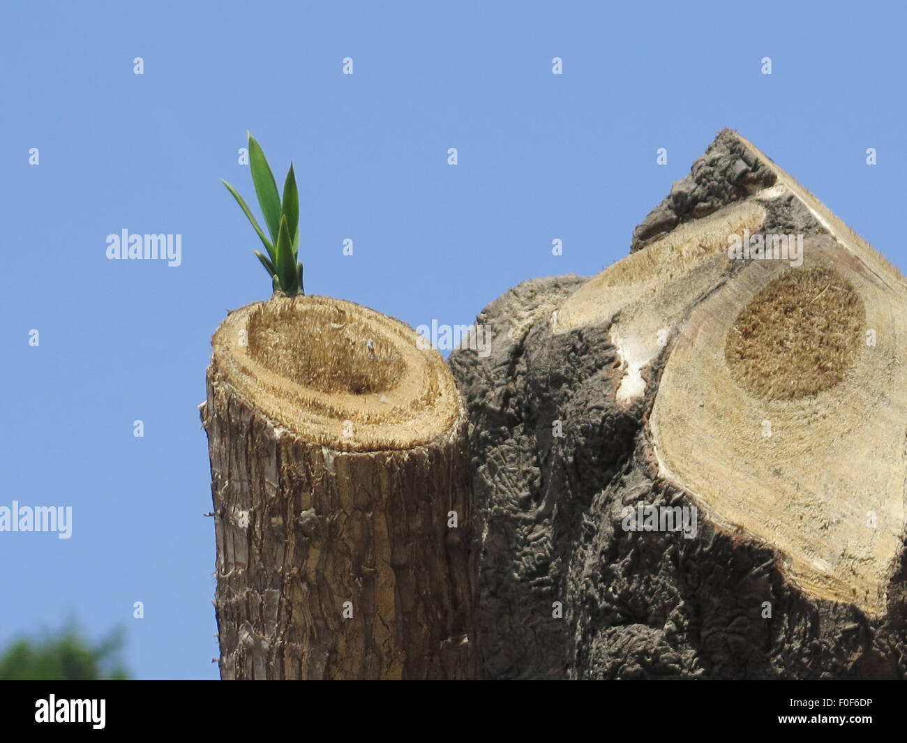 Fresh new shoot on pruned tree in Malaga town center, Spain Stock Photo