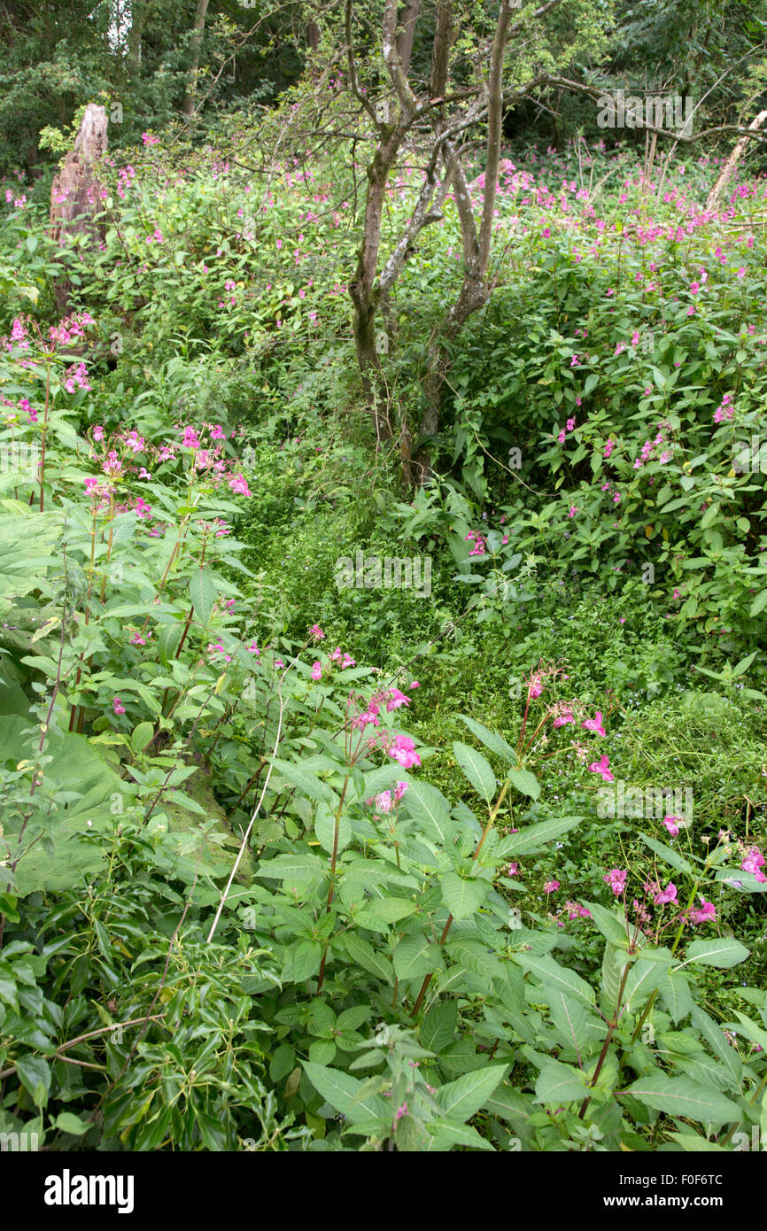 The invasive Himalayan Balsam (Impatiens glandulifera) along an English waterway, England, UK Stock Photo