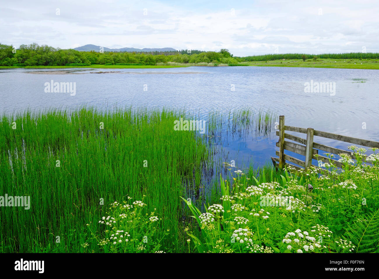 Loch Mackie. Nr Auchencairn, Dumfries & Galloway, Scotland, UK in Summer Stock Photo